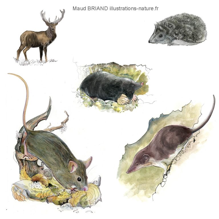 illustrations de mammifères, souris , hérisson, musaraignes, cerfs, taupes_Maud Briand ILLUSTRATRICE