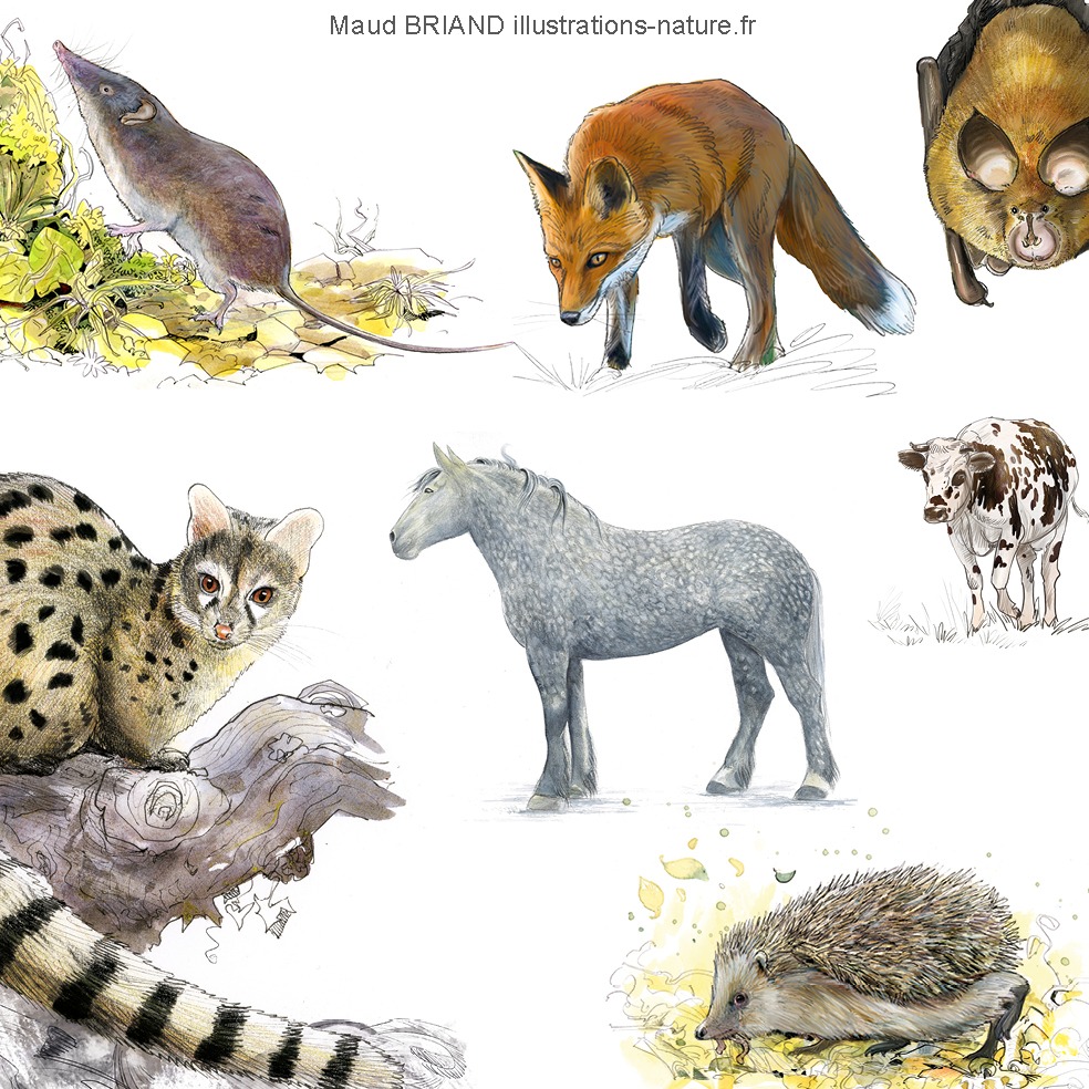ILLUSTRATIONS naturalistes de mammifères , genette, renard , chauve souris, cheval_Maud Briand ILLUSTRATRICE