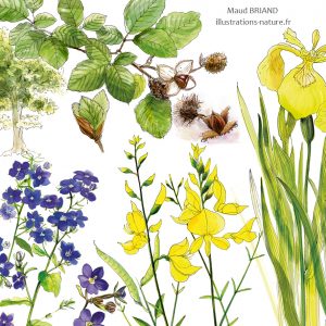 illustrations_botanique_fleurs_arbres_Maud BRIAND