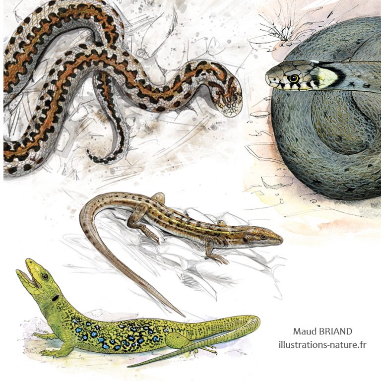 dessins d'amphibiens et de reptiles_ couleuvres serpents et lézards_Maud BRIAND ILLUSTRATRICE