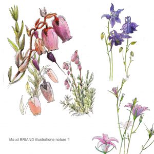 illustrations_botanique_fleurs_maud_briand_illustratrice