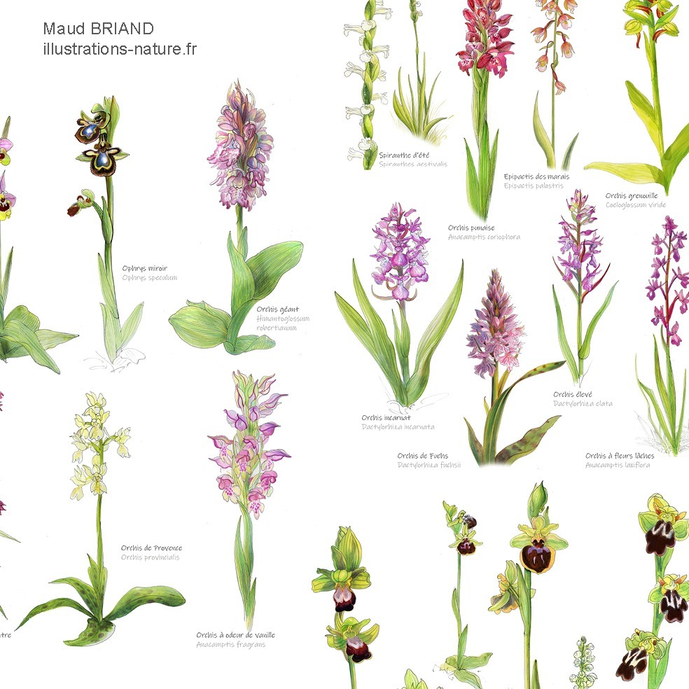 illustrations_botanique_orchidees_Maud BRIAND