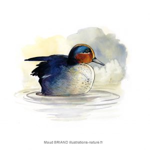 dessin_naturaliste_oiseaux_canard_Maud BRIAND illustratrice