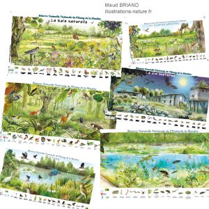 illustrations des écosystèmes et dessins naturalistes sur la biodiversité