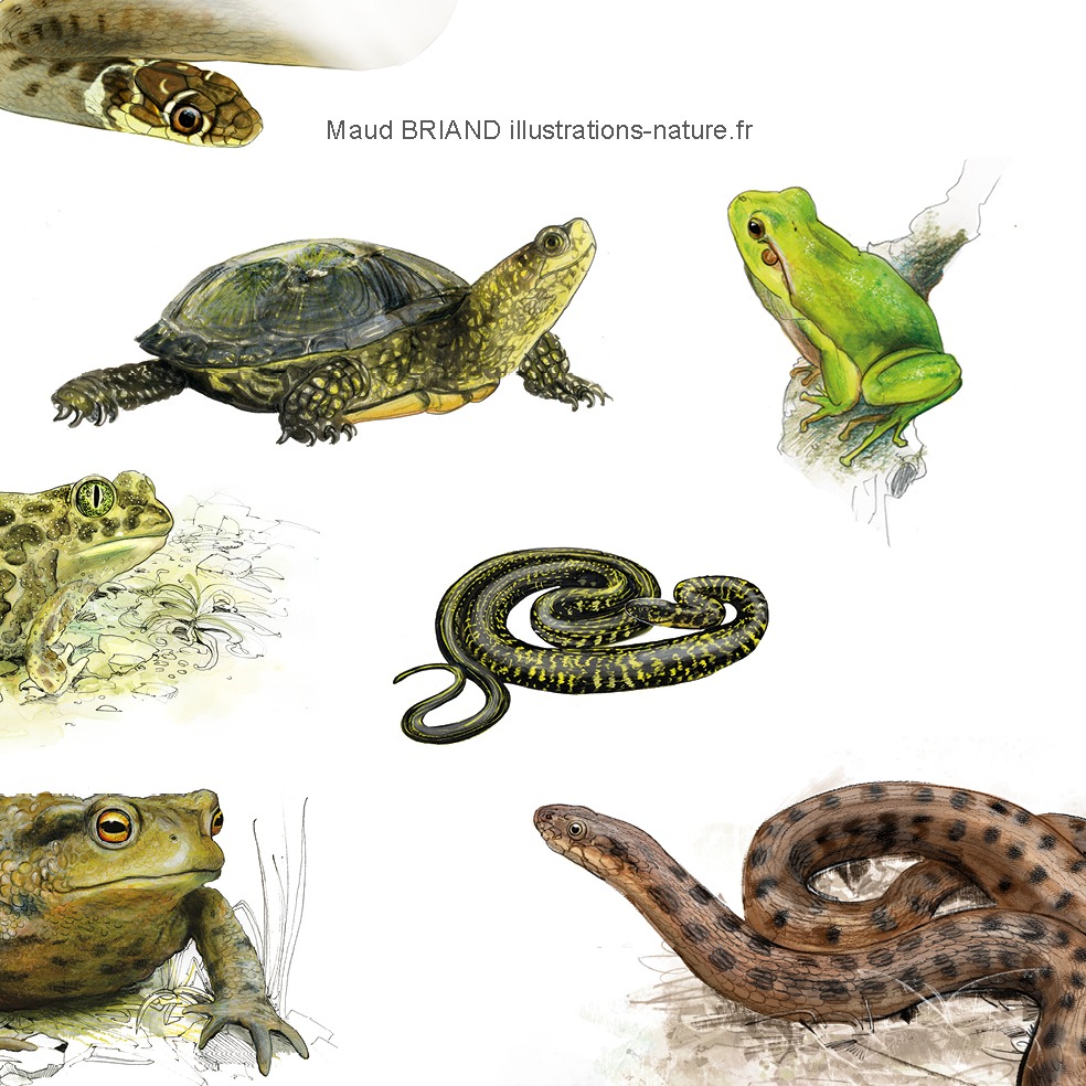 illustrations naturalistes d’amphibiens et et de reptiles_maud BRIAND_illustratrice