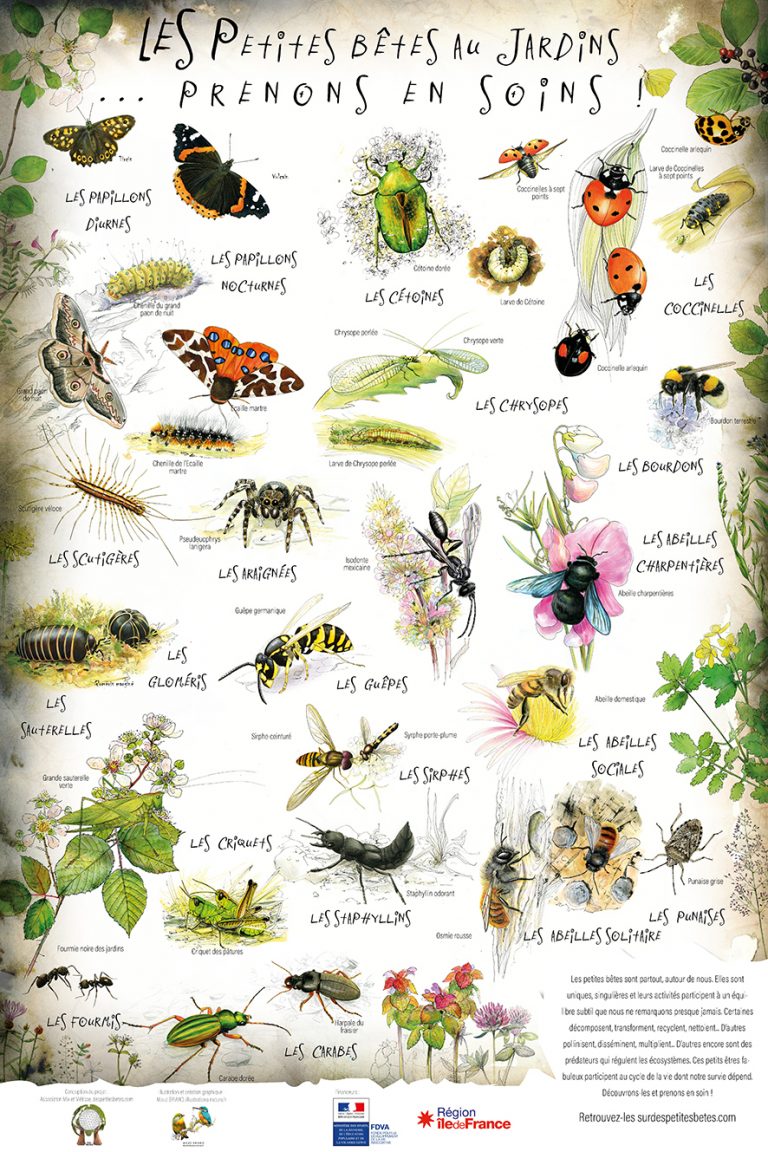 poster naturaliste sur les insectes du jardin