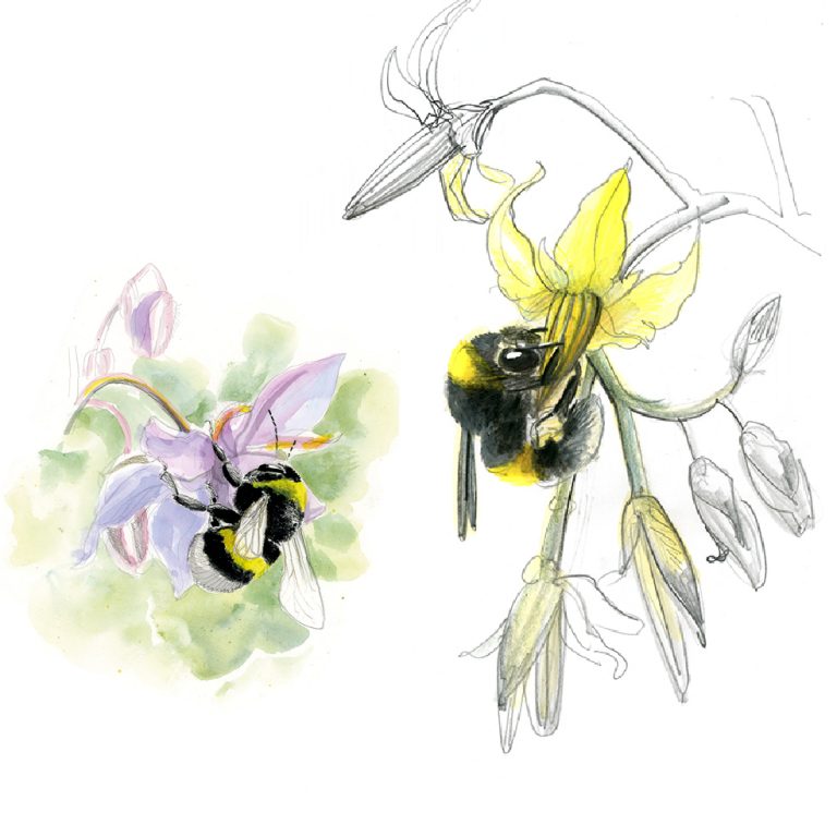 illustrations et croquis d'abeilles sauvage _ MAUD BRIAND illustratrice -