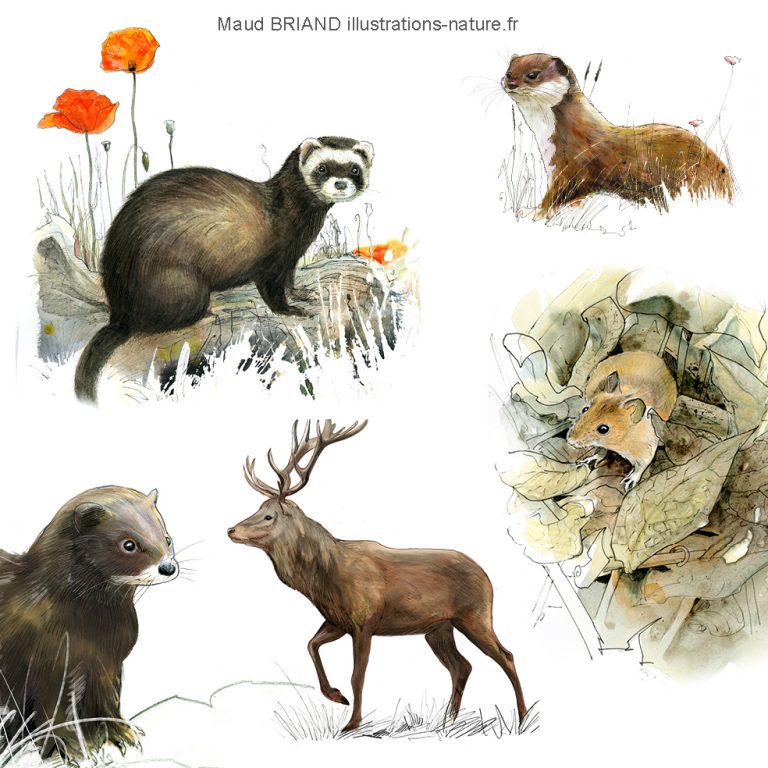 dessins et illustrations de mammifères _Maud BRIAND ILLUSTRATRICE