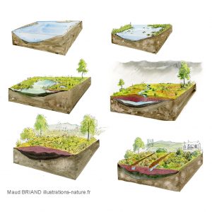 dessins pédagogiques TOURBIÈRE_signalétique NATURE