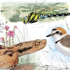 vipere aspic , illustration et dessin naturaliste fait a l aquarelle maud briand