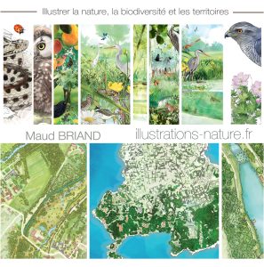 illustratrice naturaliste MAUD BRIAND illustrations nature, carte de visite, extrait des plusieurs dessins
