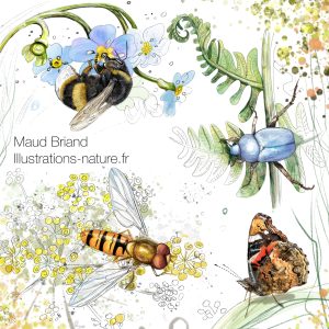 illustrations naturalistes sur les insectes, des dessins pour illustrer le métier d illustrateur naturaliste, des dessins colorés fait a l' aquarelle, insectes de France , abeille , papillon, syrphe, coléoptères