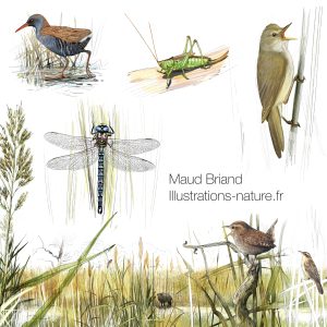 Dessins naturalistes sur l 'écosystème de la roselière; des illustrations naturalistes d oiseau et de libellule pour montrer la biodiversité des roselières